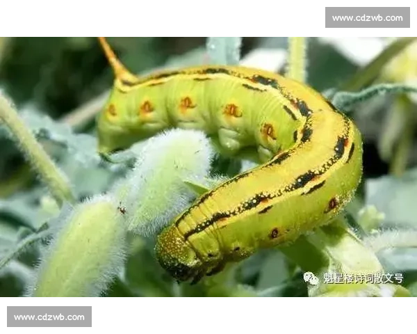 一场充满童趣与成长启示的毛毛虫比赛作文新视角探索叙事表达与情感体验 一场充满童趣与成长启示的毛毛虫比赛作文新视角探索叙事表达与情感体验