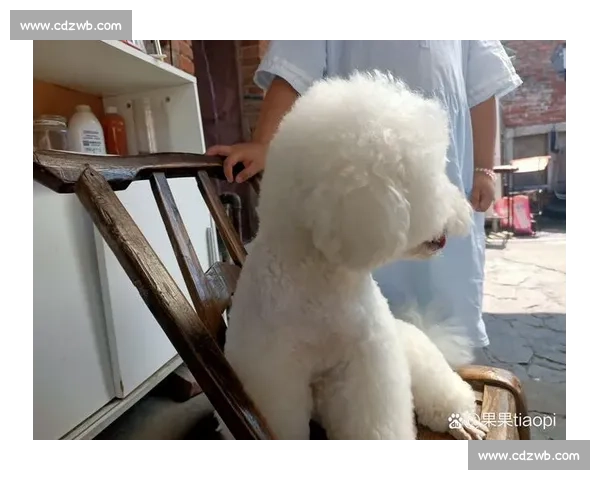 以比赛比熊为中心的竞技之路与成长故事展现人物情感交织光影脉络